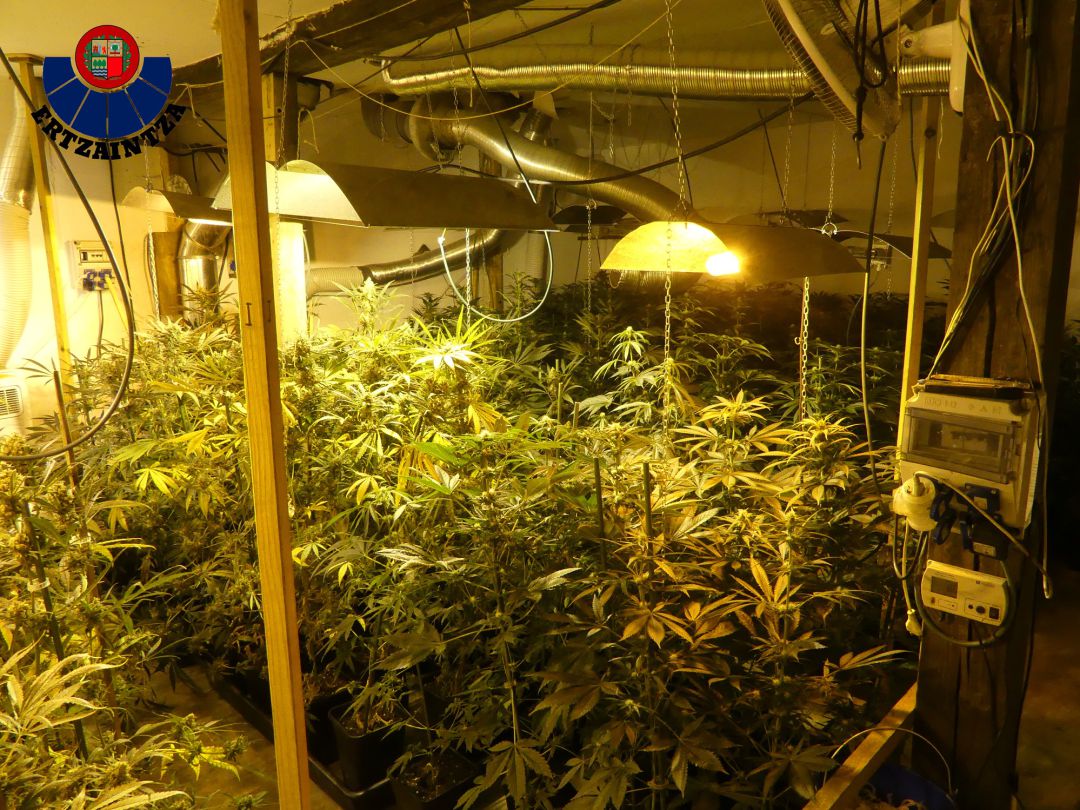 La plantación ilegal de marihuana se encontraba en el interior de una nave de Mundaka acondicionada para el crecimiento de las plantas La plantación ilegal de marihuana se encontraba en el interior de una nave de Mundaka acondicionada para el crecimiento de las plantas