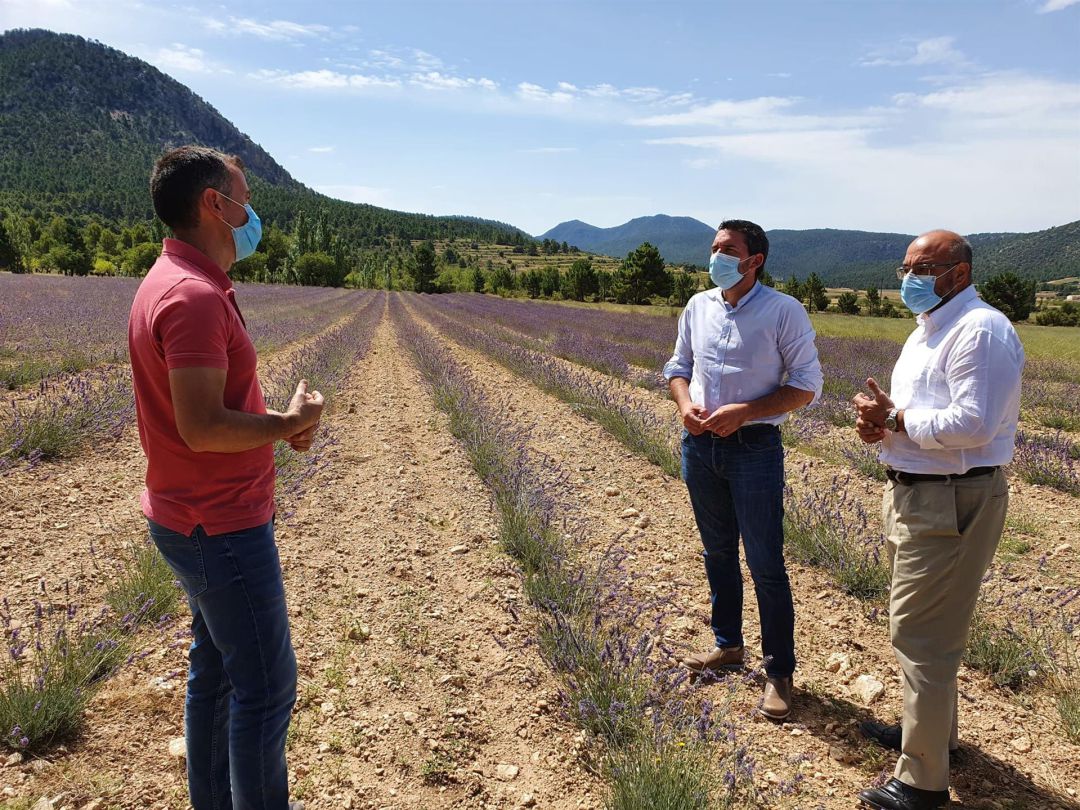 El consejero Antonio Luengo, junto al director del IMIDA, durante una visita el pasado verano a una plantación de lavanda en Cehegín El consejero Antonio Luengo, junto al director del IMIDA, durante una visita el pasado verano a una plantación de lavanda en Cehegín