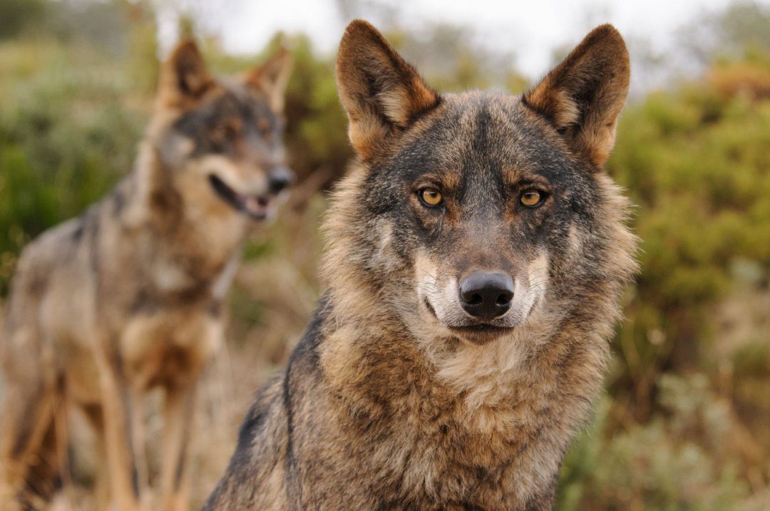 Lobo Ibérico. WWF Lobo Ibérico. WWF