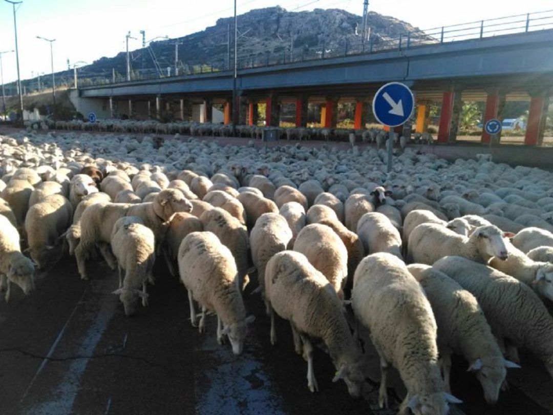 El rebaño cruza un paso de cebra junto a las vías del AVE en Puertollano El rebaño cruza un paso de cebra junto a las vías del AVE en Puertollano