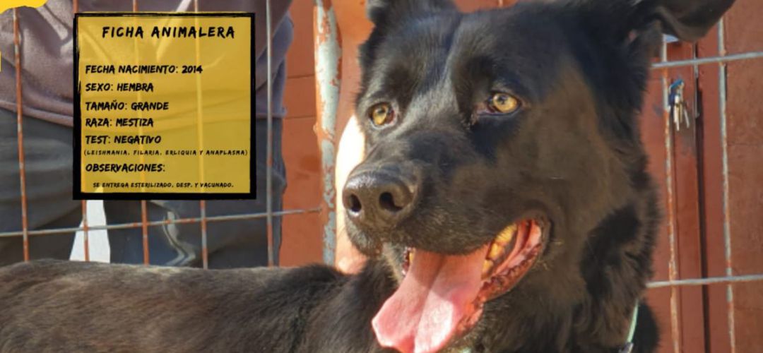 Dakota es una de las perras actualmente en adopción en el centro de Valdemoro Dakota es una de las perras actualmente en adopción en el centro de Valdemoro