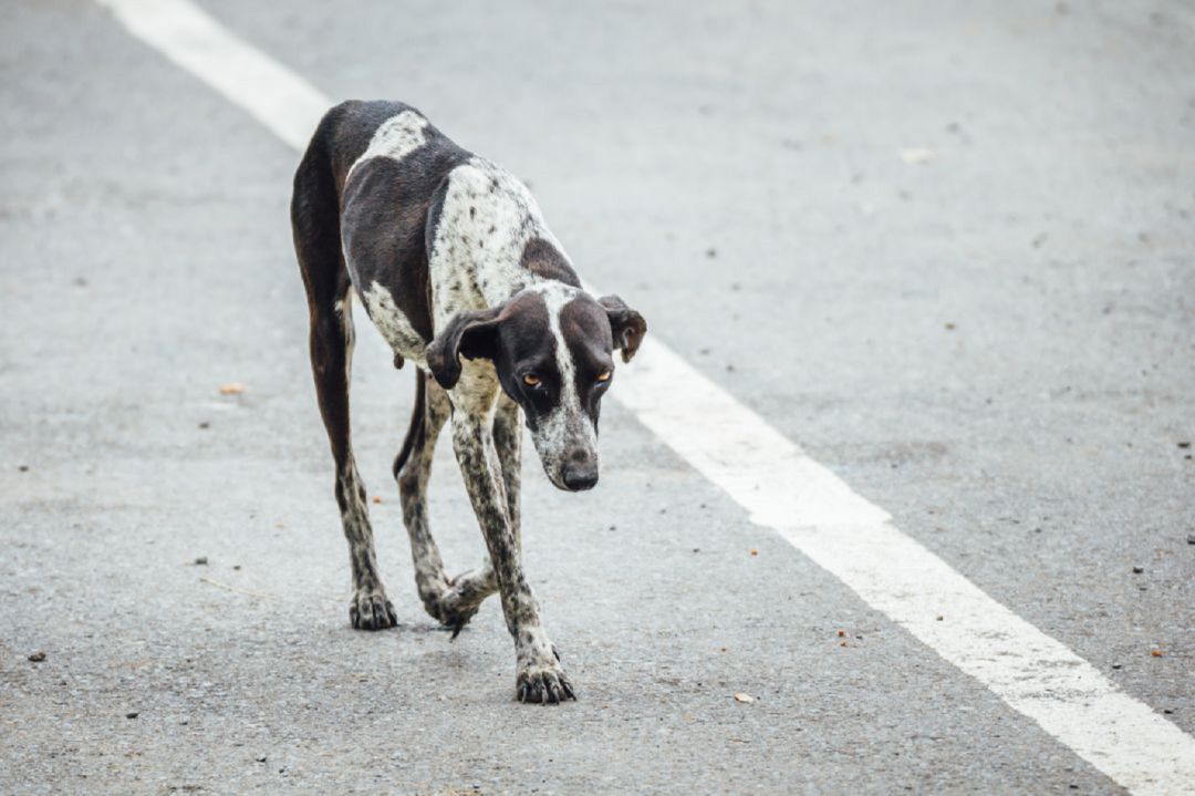 Un perro camina por la carretera Un perro camina por la carretera