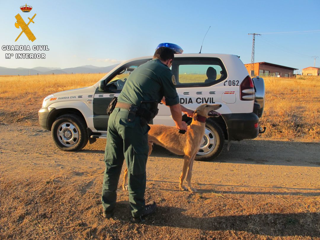 La Guardia Civil de Segovia investiga a cuatro personas por caza furtiva de liebres con galgos La Guardia Civil de Segovia investiga a cuatro personas por caza furtiva de liebres con galgos