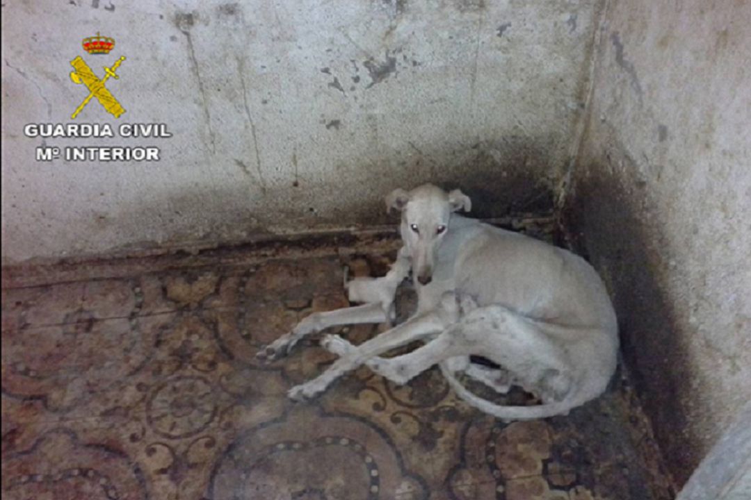 Investigado un vecino de Moral por maltrato de animales Investigado un vecino de Moral por maltrato de animales