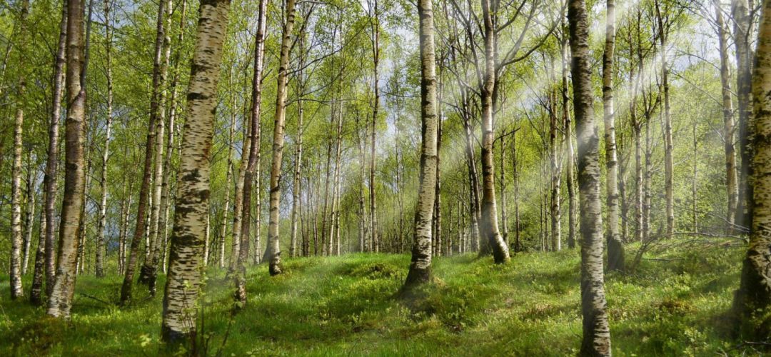 Bosque Bosque