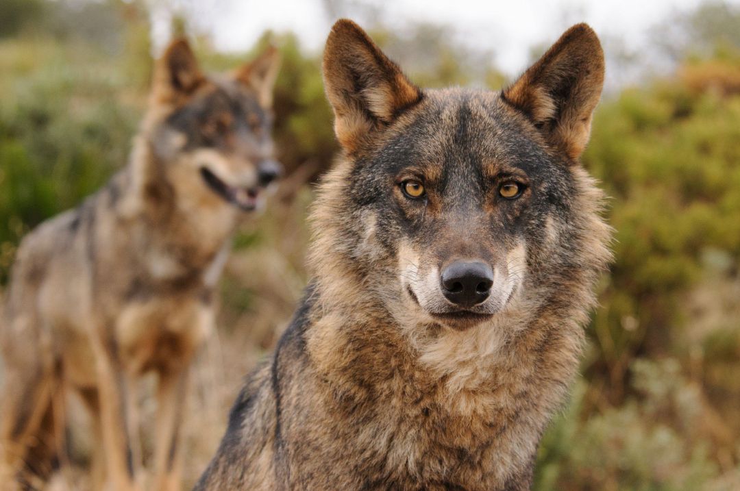 Lobo Ibérico. WWF Lobo Ibérico. WWF
