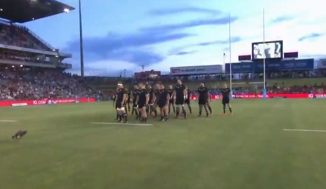 La haka especial de los All Black La haka especial de los All Black