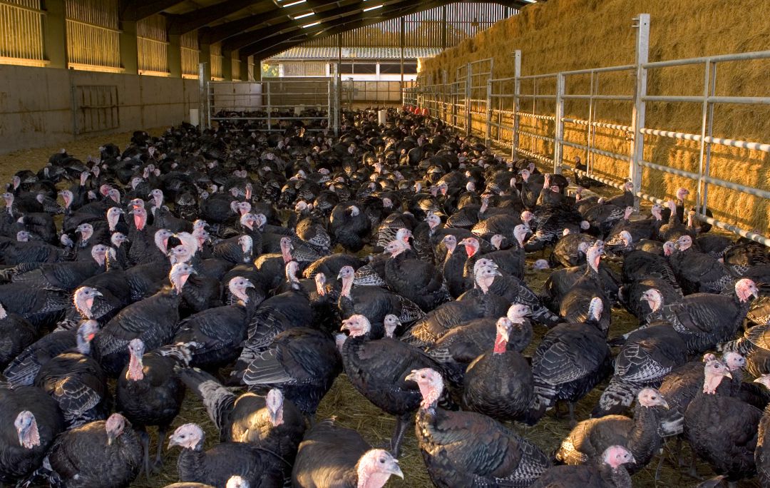 Una granja de pavos en Inglaterra. Una granja de pavos en Inglaterra.