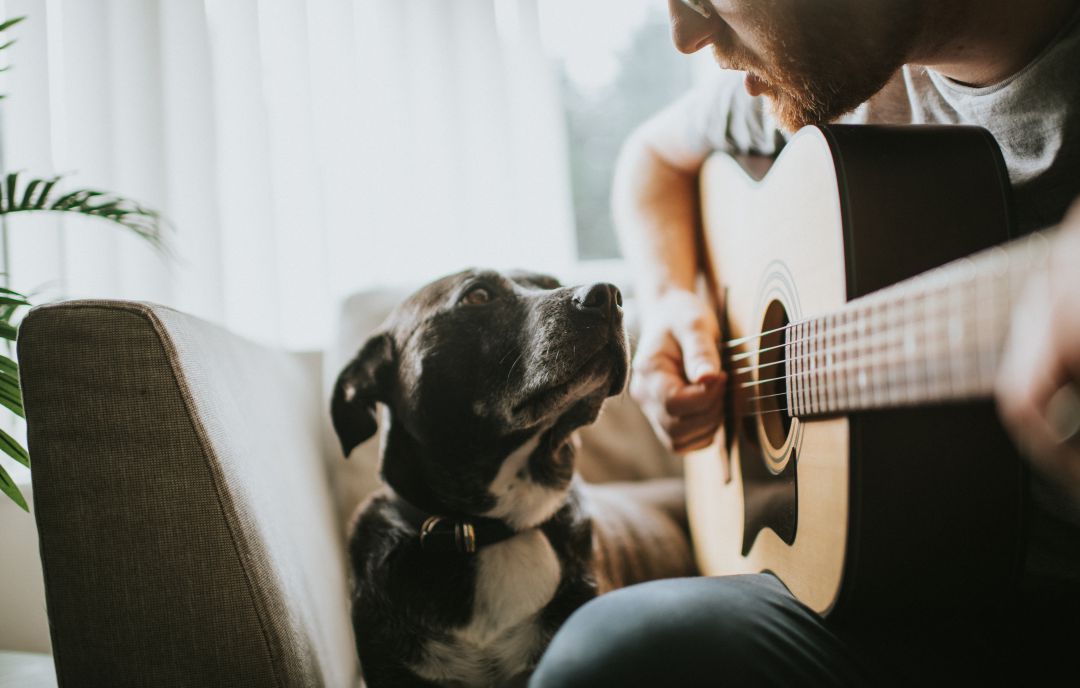Una persona toca la guitarra mientras un perro lo mira. Una persona toca la guitarra mientras un perro lo mira.
