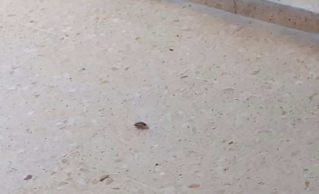 Cucarachas en el Hospital General de Castelló Cucarachas en el Hospital General de Castelló