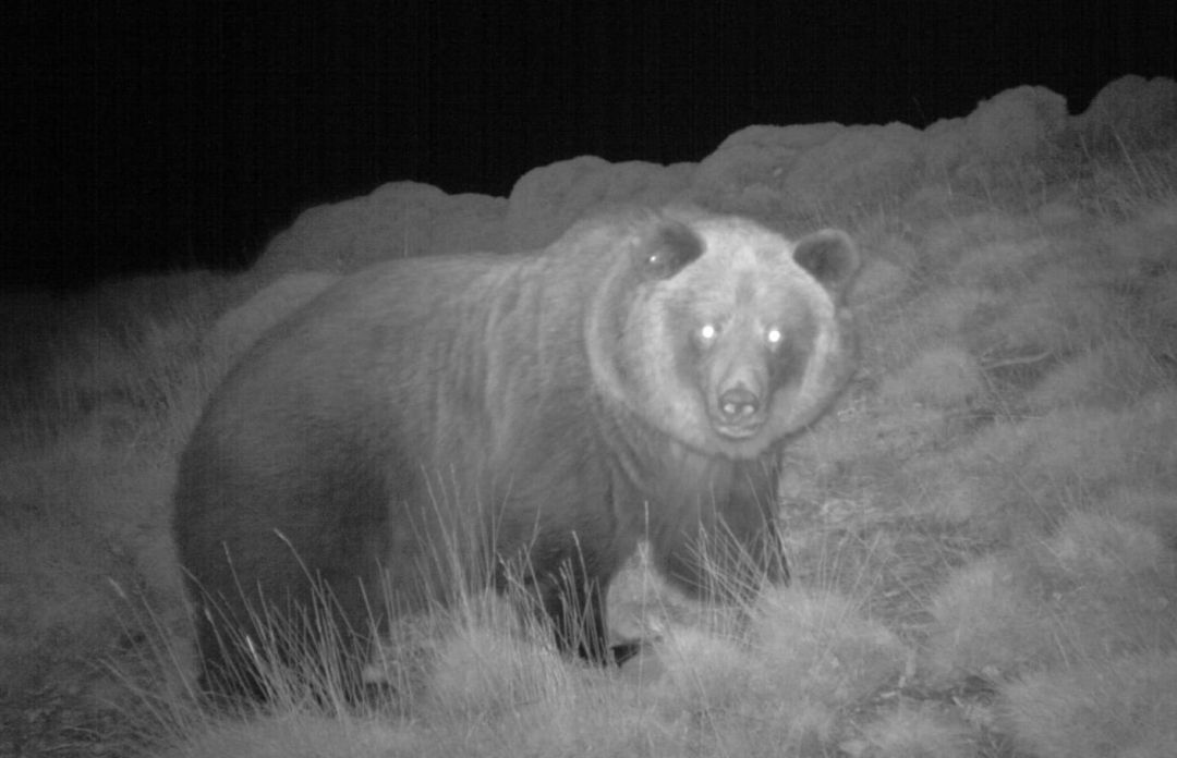 Sarousse, osa que fue liberada en 2005 en el Pirineo, ha muerto abatida por un cazador en las montañas de Huesca. Sarousse, osa que fue liberada en 2005 en el Pirineo, ha muerto abatida por un cazador en las montañas de Huesca.
