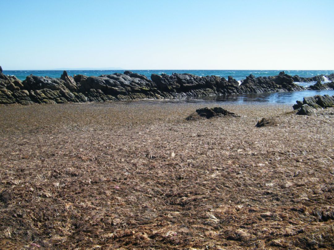 Presencia del alga invasora en el litoral tarifeño. Presencia del alga invasora en el litoral tarifeño.