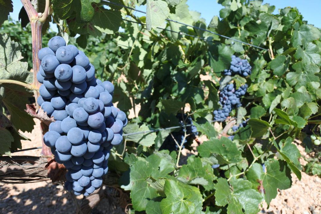 Uvas tintas Uvas tintas