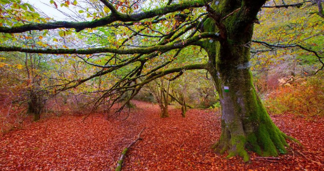 La Selva de Irati, durante este otoño La Selva de Irati, durante este otoño