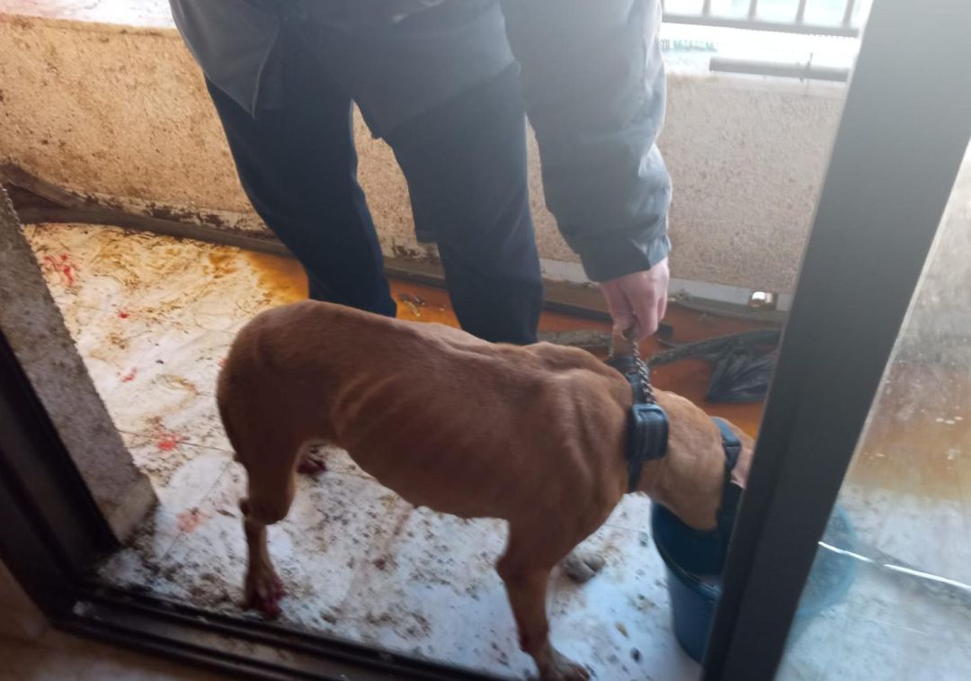 El perro encontrado famélico y entre excrementos en el balcón en Bellreguard El perro encontrado famélico y entre excrementos en el balcón en Bellreguard