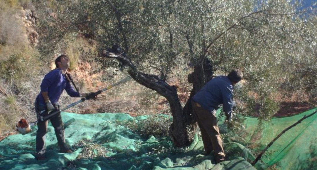 Aceituneros en un olivar de Jaén en la pasada campaña de aceituna. Aceituneros en un olivar de Jaén en la pasada campaña de aceituna.
