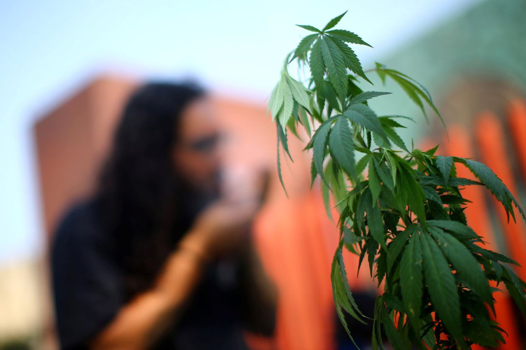 El cannabis, una planta al que se le atribuyen propiedades terapéuticas. El cannabis, una planta al que se le atribuyen propiedades terapéuticas.
