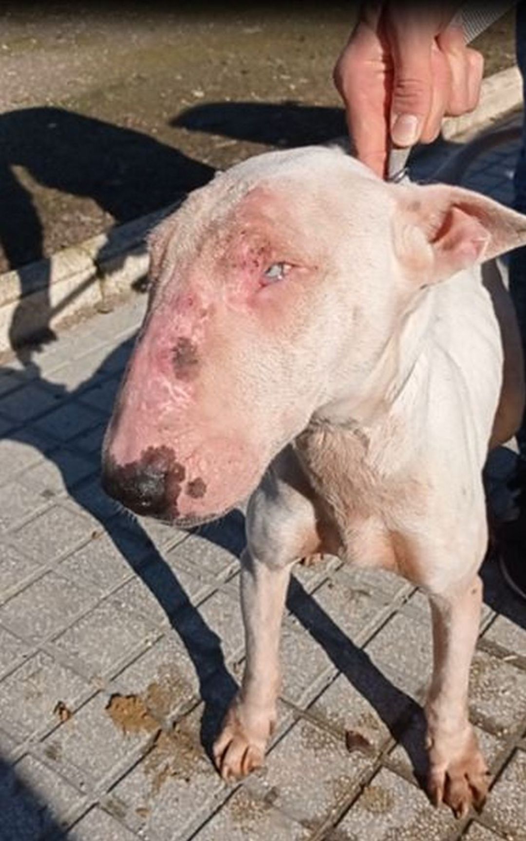 Segundo perro maltratado rescatado en Bellreguard Segundo perro maltratado rescatado en Bellreguard