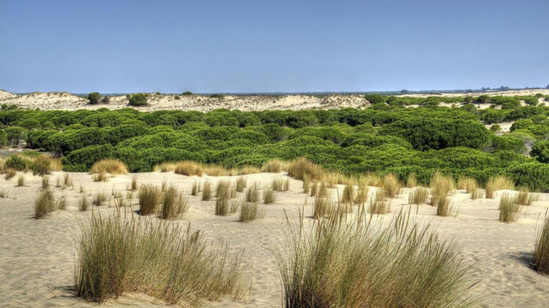 Espacio natural de Doñana Espacio natural de Doñana