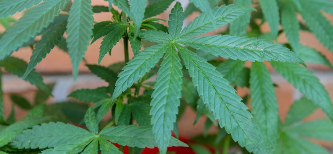 Planta de marihuana Planta de marihuana