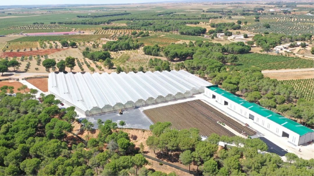 La empresa profesionaliza el cultivo de pistacho con la filial ACEMISPAIN La empresa profesionaliza el cultivo de pistacho con la filial ACEMISPAIN