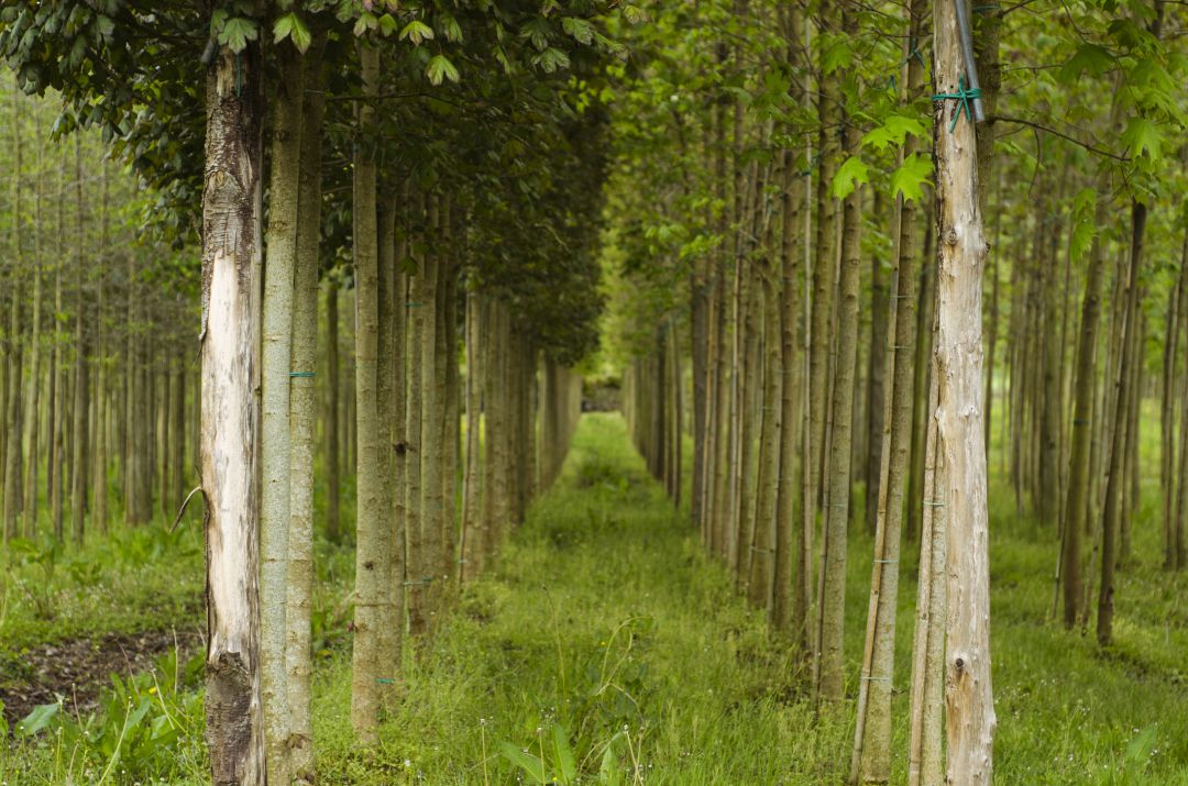 Plantación de chopos Plantación de chopos