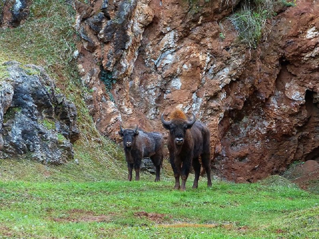 Bisontes en Cabárceno Bisontes en Cabárceno