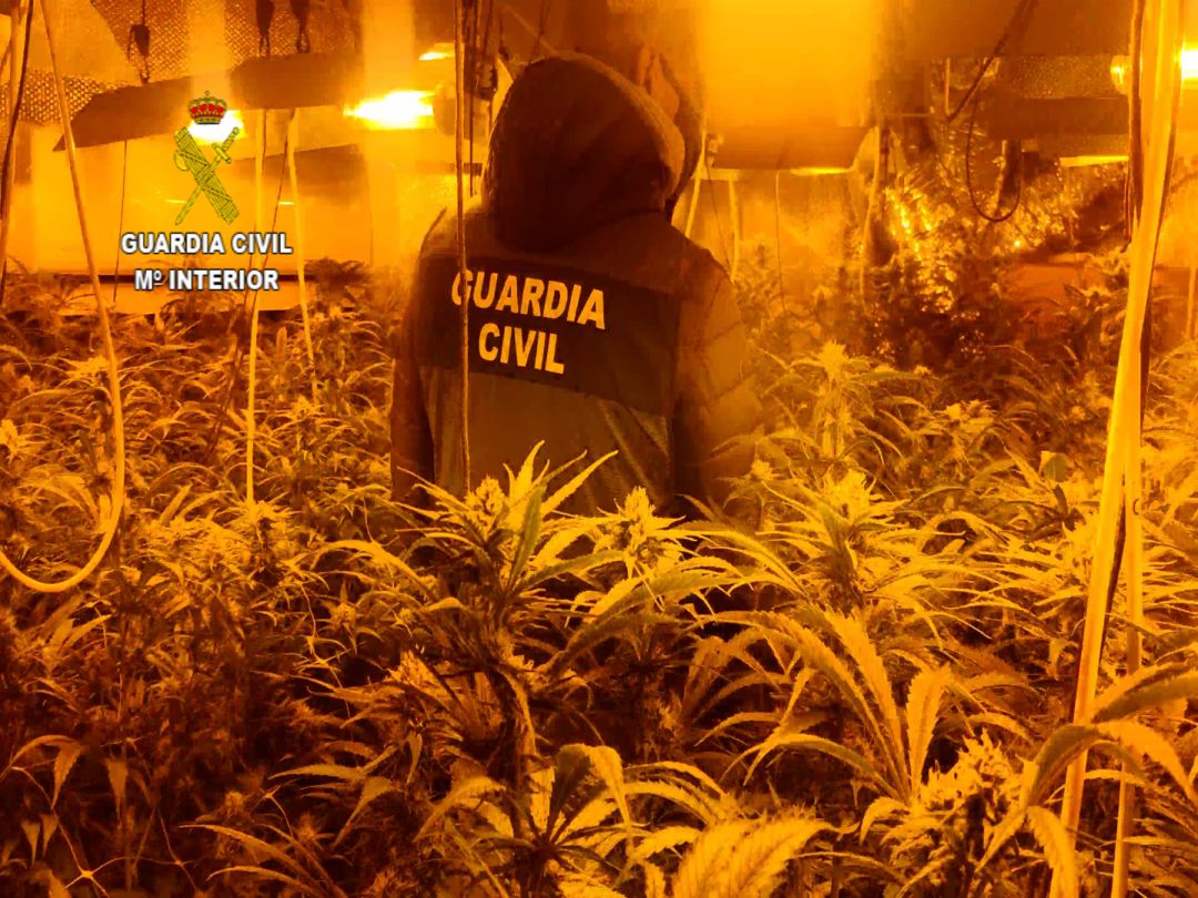Plantación marihuana Sotolargo Plantación marihuana Sotolargo