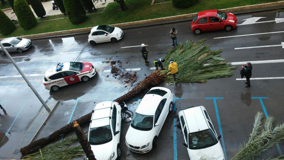 Imagen del árbol volcado por el viento. Temporal. Vendaval Imagen del árbol volcado por el viento. Temporal. Vendaval