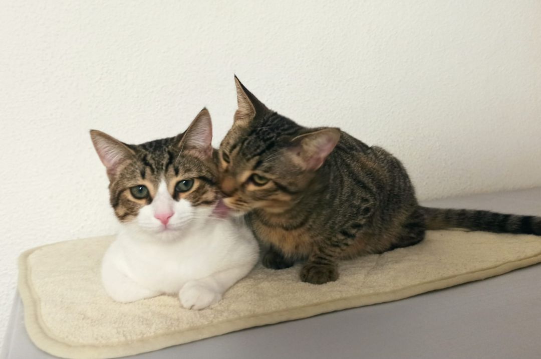 Timón y Pumba son inseparables Timón y Pumba son inseparables