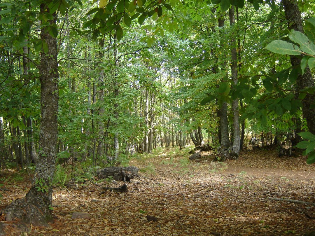 Bizkaia concede 3,9 millones de ayudas al sector forestal. Bizkaia concede 3,9 millones de ayudas al sector forestal.