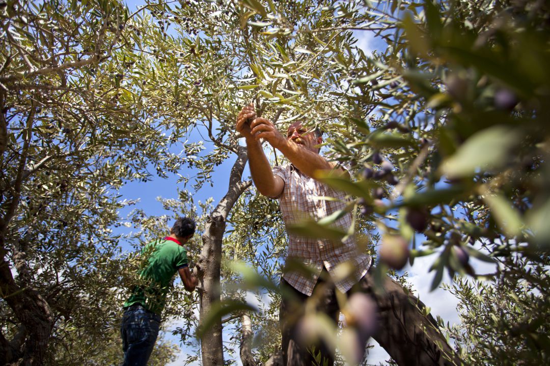 Así se recoge la aceituna Así se recoge la aceituna