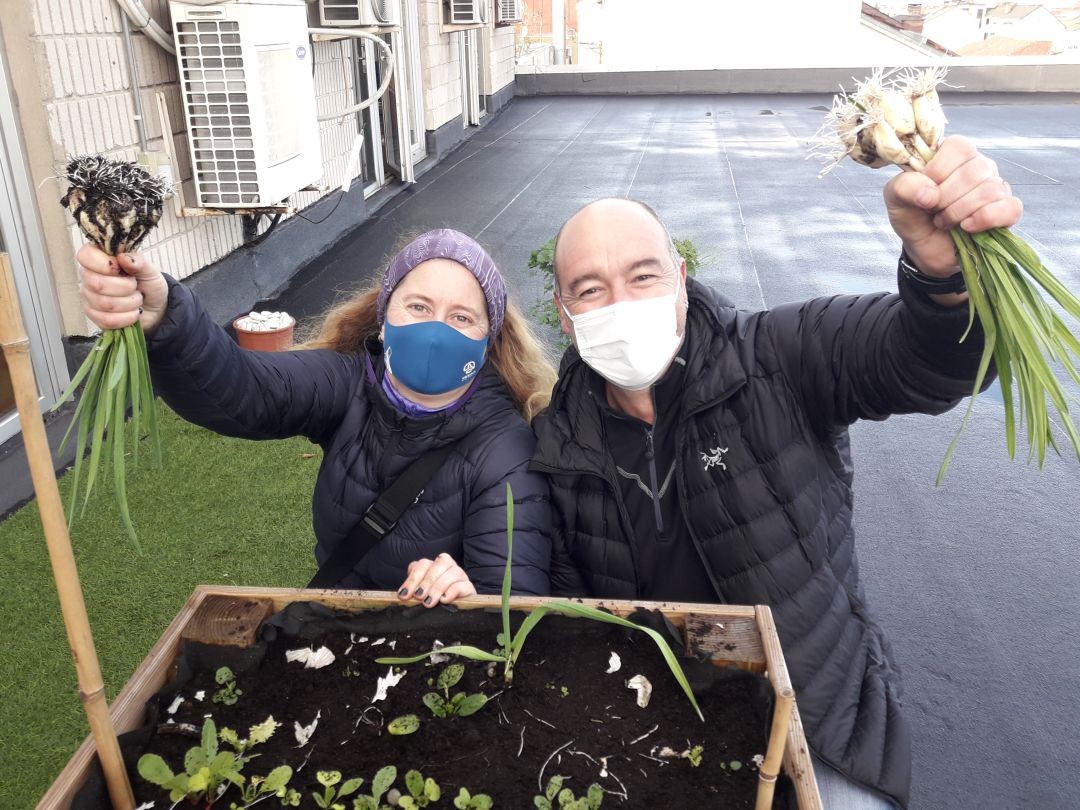 Recogemos los ajos de la huerta Recogemos los ajos de la huerta