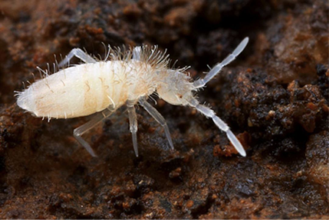 Imagen de un colembolo. Imagen de un colembolo.