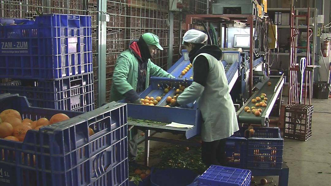 Almacén de manipulación de cítricos Almacén de manipulación de cítricos