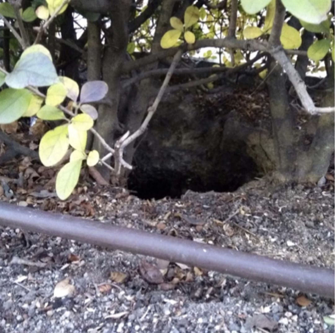 Estado que presenta el agujero de la zona ajardinada en la calle Valladolid Estado que presenta el agujero de la zona ajardinada en la calle Valladolid