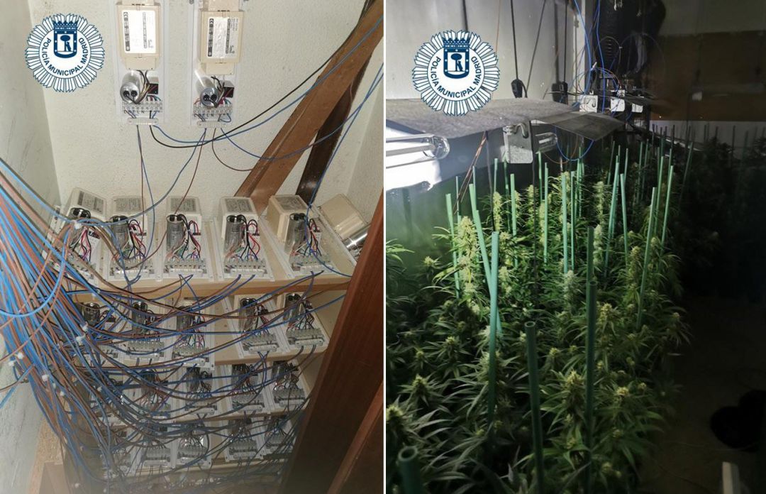 La Policía Municipal ha detenido en el distrito de Villaverde a un joven de 26 años que cultivaba 213 plantas de marihuana en su vivienda y que adujo tenerlas como un medio para ganarse la vida La Policía Municipal ha detenido en el distrito de Villaverde a un joven de 26 años que cultivaba 213 plantas de marihuana en su vivienda y que adujo tenerlas como un medio para ganarse la vida