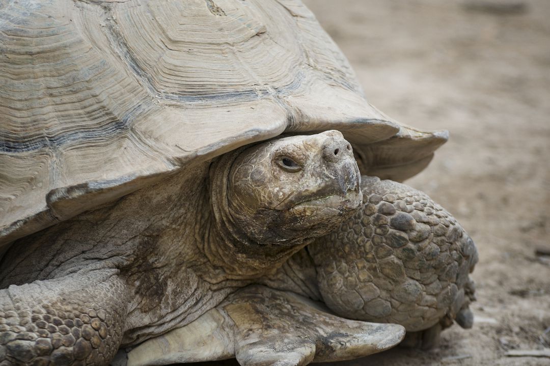 Las tortugas son unas especies invasoras muy agresivas con el entorno natural. Las tortugas son unas especies invasoras muy agresivas con el entorno natural.