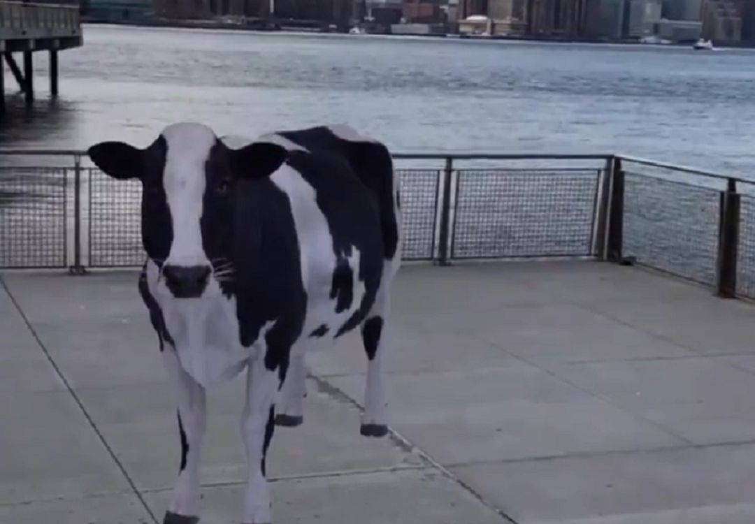 Así puedes reproducir una vaca mediante la realidad aumentada. Así puedes reproducir una vaca mediante la realidad aumentada.