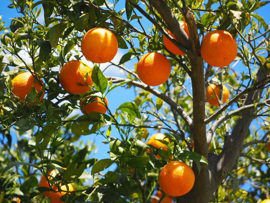 Imagen de archivo de un campo de naranjas Imagen de archivo de un campo de naranjas