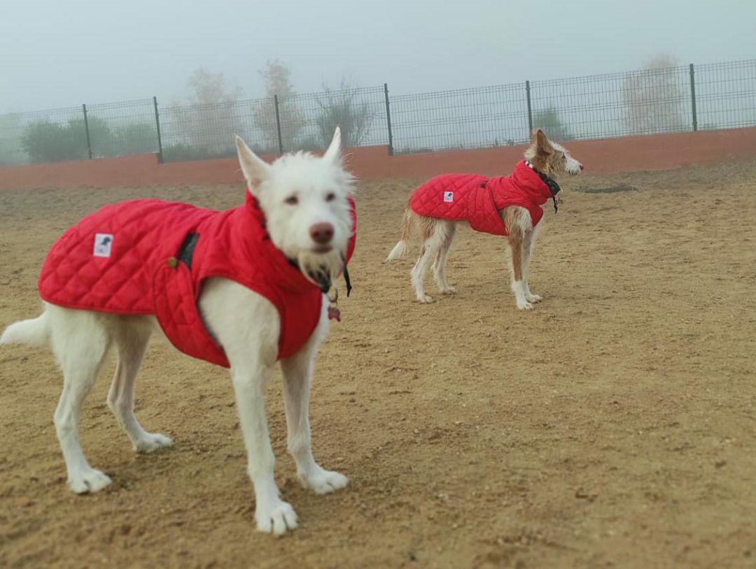 Raíz y Tierra presentan este aspecto a día de hoy a pesar del brutal maltrato que sufrieron Raíz y Tierra presentan este aspecto a día de hoy a pesar del brutal maltrato que sufrieron