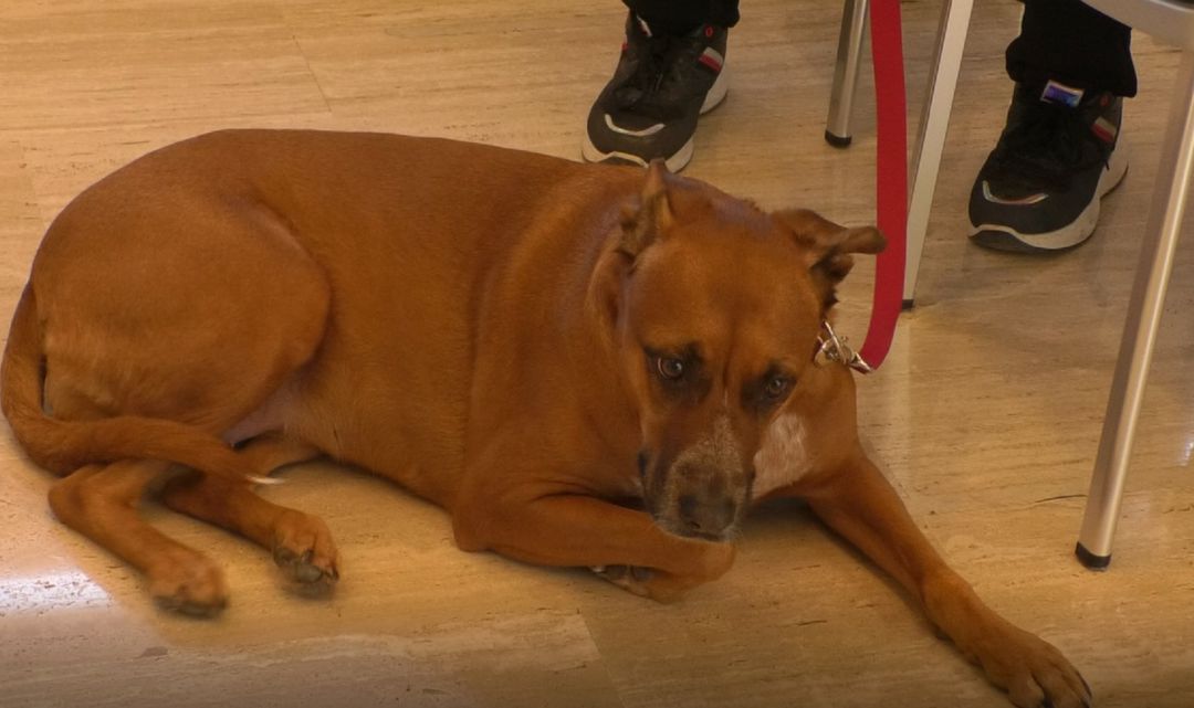 Pepa, una de las mascotas imagen de la asociación Huellas Salvadas Pepa, una de las mascotas imagen de la asociación Huellas Salvadas