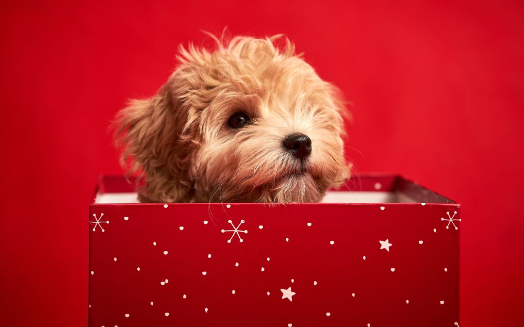 Si vas a regalar una mascota estas Navidades, piénsatelo bien. Si vas a regalar una mascota estas Navidades, piénsatelo bien.