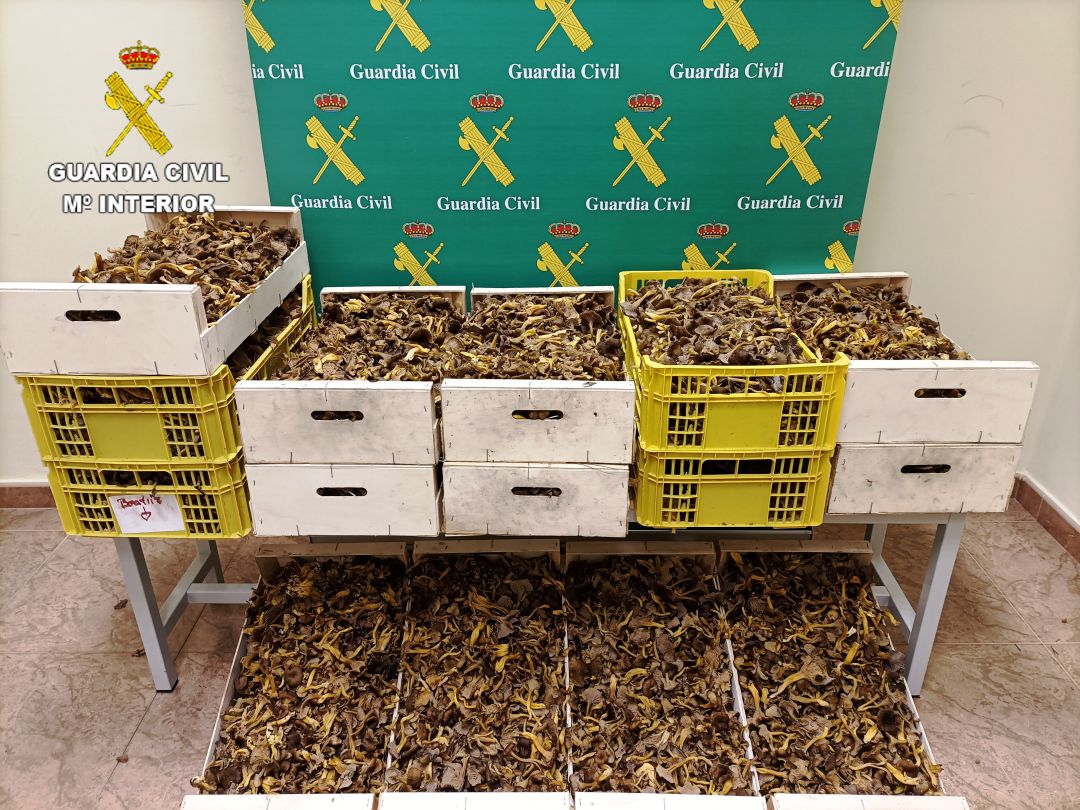Decomisados cerca de 60 kilos de setas Decomisados cerca de 60 kilos de setas