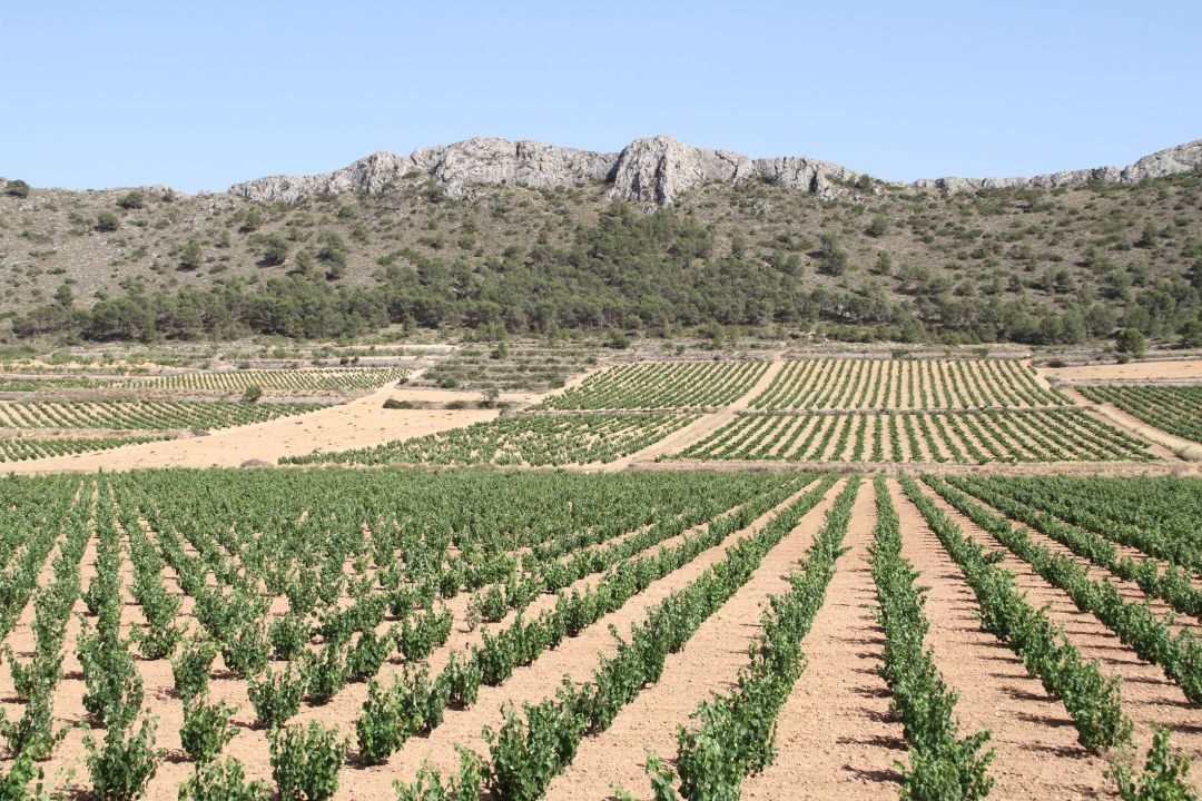 La Región de Murcia es el de las comunidades menos afectadas porque viven más del sector primario y depende menos del turismo La Región de Murcia es el de las comunidades menos afectadas porque viven más del sector primario y depende menos del turismo