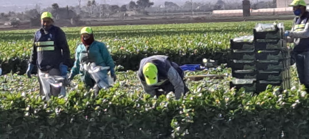 Trabajadores del Campo de Cartagena Trabajadores del Campo de Cartagena