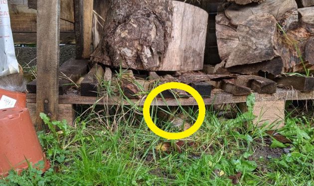 El gato estaba bajo el palé. El gato estaba bajo el palé.