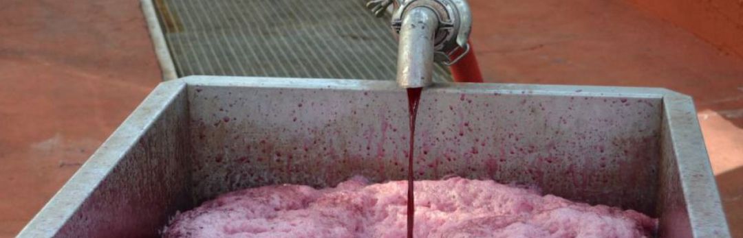 Proceso de elaboración de vino Proceso de elaboración de vino