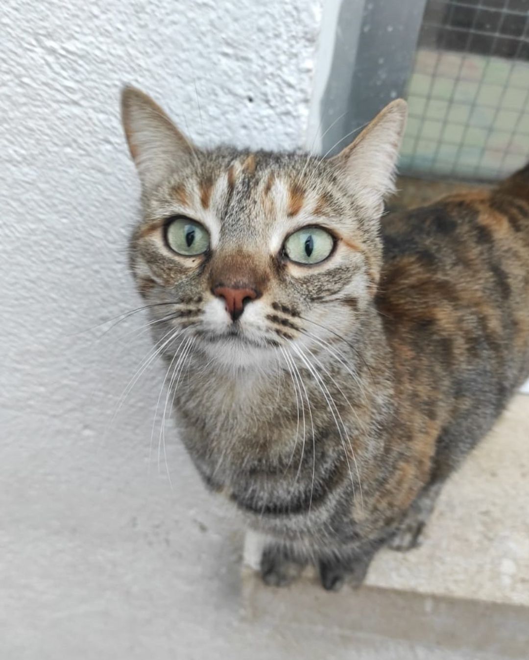 Buenas noticias: Lyra ya ha sido adoptada Buenas noticias: Lyra ya ha sido adoptada
