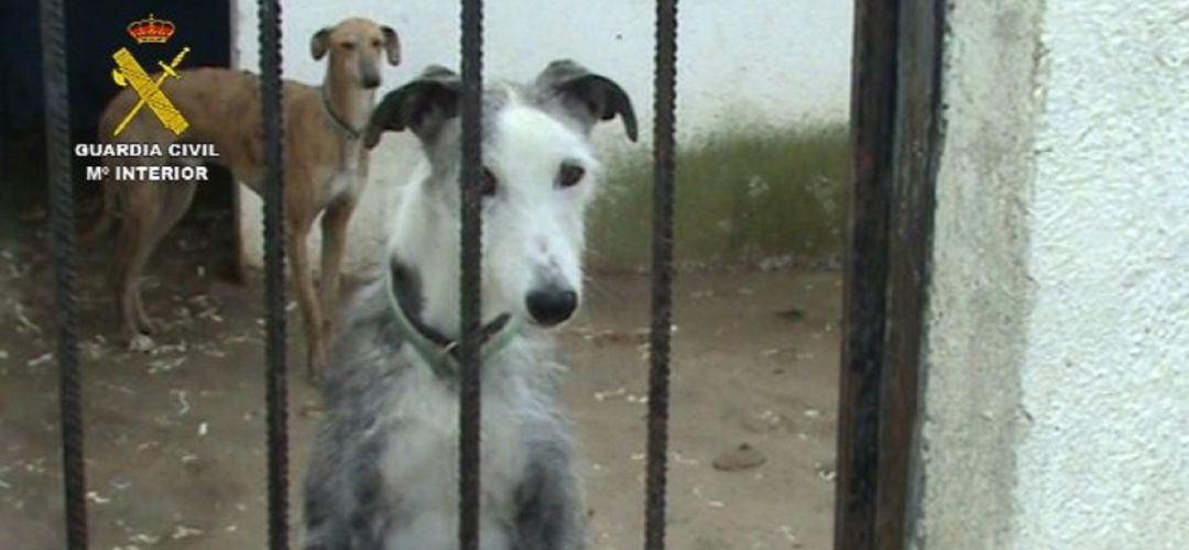 Los perros estaban hacinados y sin atención veterinaria Los perros estaban hacinados y sin atención veterinaria